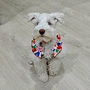 Stormi Bleu joined the competition — help win amazing prizes! dog, white_dog, small_dog, fluffy, pet, indoor, floor, wood_floor, collar, colorful_collar, cute, adorable, sitting, looking_up, ears, fur, animal, companion, domestic, friendly