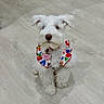 adorable, animal, collar, colorful_collar, companion, cute, dog, domestic, ears, floor, fluffy, friendly, fur, indoor, looking_up, pet, sitting, small_dog, white_dog, wood_floor