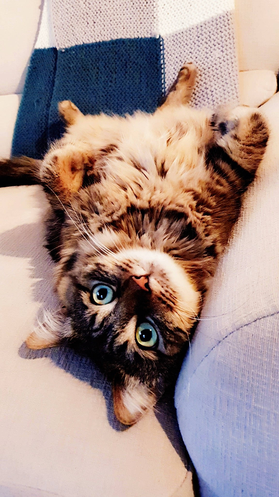 Mira participe au concours pour gagner de l'argent avec cette photo : carnivore, cat, claw, comfort, domestic_short_haired_cat, fang, fawn, felidae, foot, fur, paw, small_to_medium_sized_cats, snout, tail, terrestrial_animal, textile, whiskers, wildlife