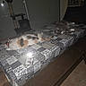 animal, bench, calico_cat, cat, cat_tree, dim_lighting, domestic, flash, furniture, gray_cat, household, indoor, pattern, pet, phone, resting, sleeping, table, tablecloth, tile_floor
