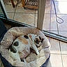 animal, calico_cat, cat, cozy, domestic, fluffy, furniture, glass_door, indoor, nap, pet_bed, plant_pot, quiet, relaxing, resting, sleeping, string, sunlight, tile_floor, wooden_shelf