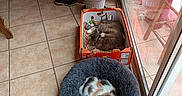 Grizou Et Lili participe au concours pour gagner de l'argent avec cette photo : animal, box, canine, cat, clothing, dog, dogbed, footwear, hardwood, hound, indoors, kitten, manx, person, pet, plant, pottedplant, shoe, sleeping, wood