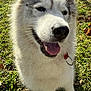 dog, husky, outdoor, grass, sunlight, pet, canine, fur, tongue, collar, happy, animal, nature, green, mammal, cute, friendly, sitting, daylight, portrait