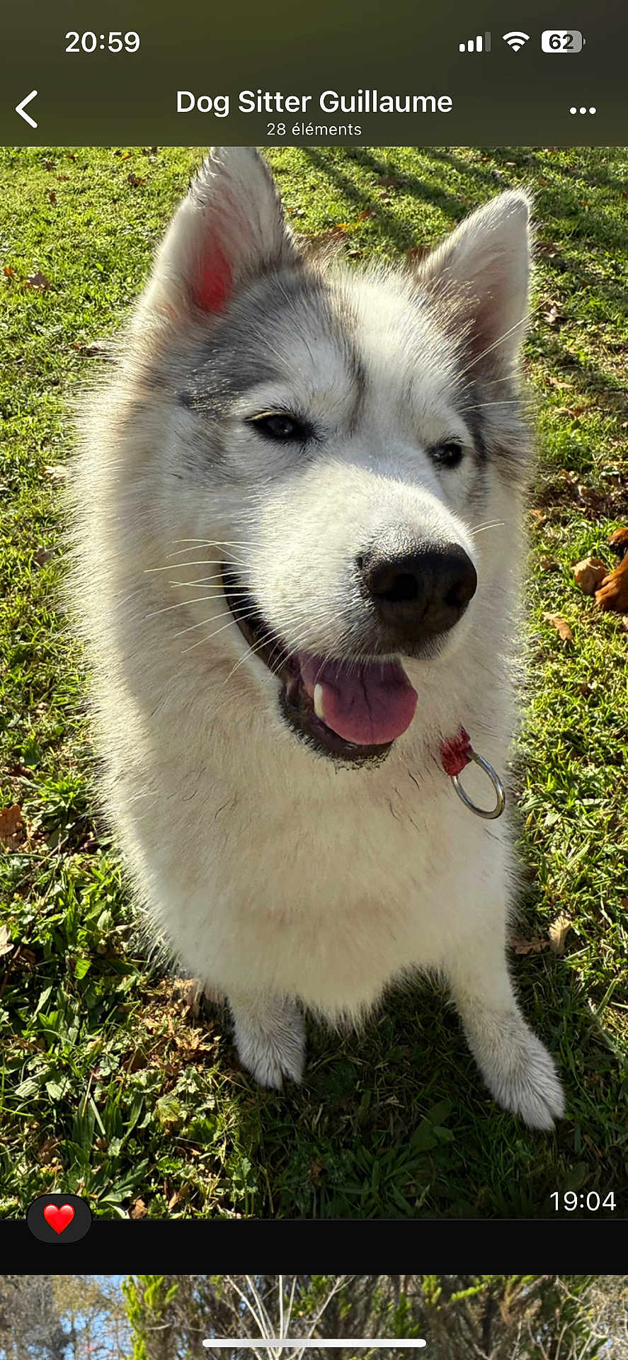 Tina a rejoint le concours — aidez-le/la à gagner de superbes lots ! dog, husky, outdoor, grass, sunlight, pet, canine, fur, tongue, collar, happy, animal, nature, green, mammal, cute, friendly, sitting, daylight, portrait