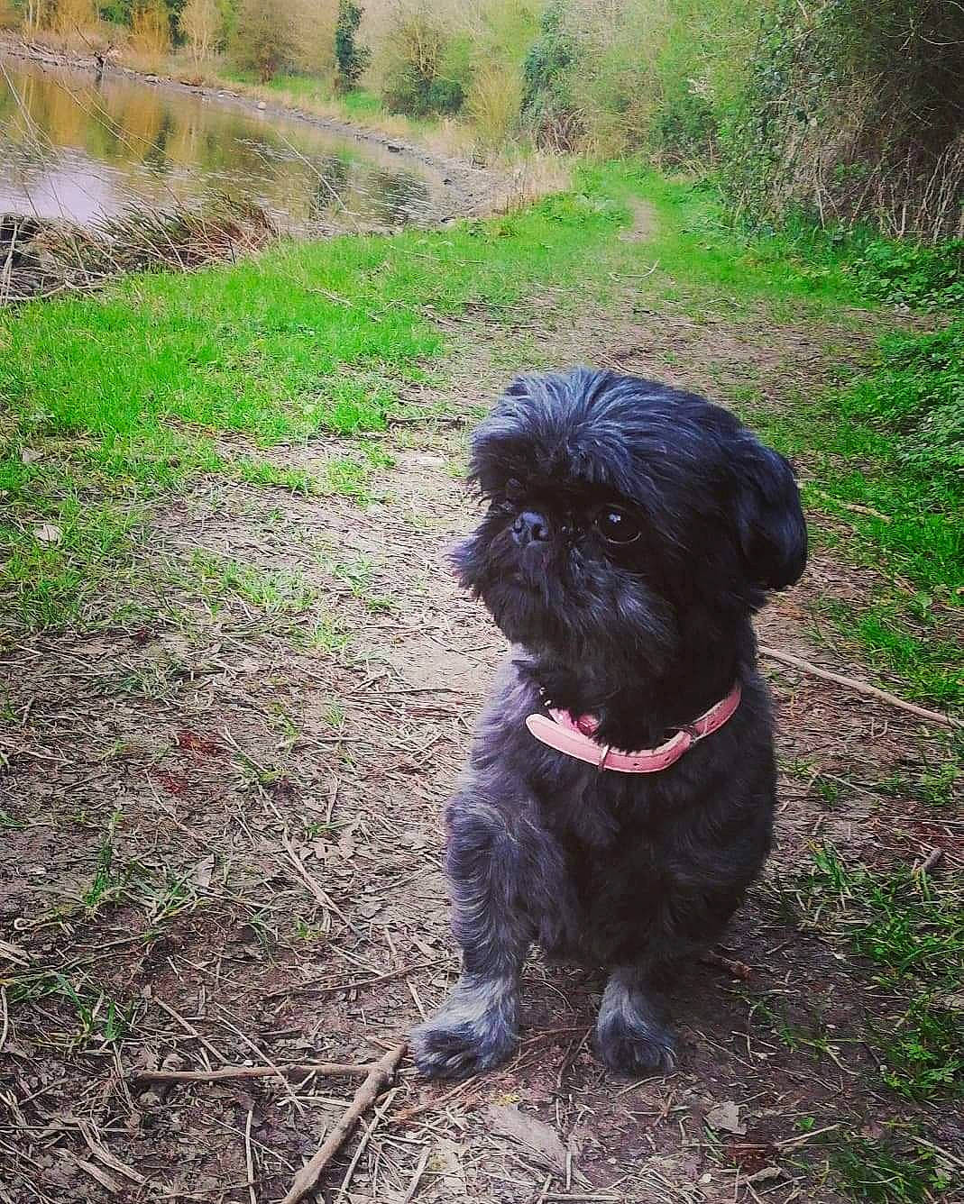 Mia a rejoint le concours — aidez-le/la à gagner de superbes lots ! canidae, carnivore, companion_dog, dog, dog_breed, dog_collar, fawn, fur, grass, liver, plant, poodle_crossbreed, small_terrier, soil, sporting_group, tail, terrier, toy_dog, water_dog, working_animal