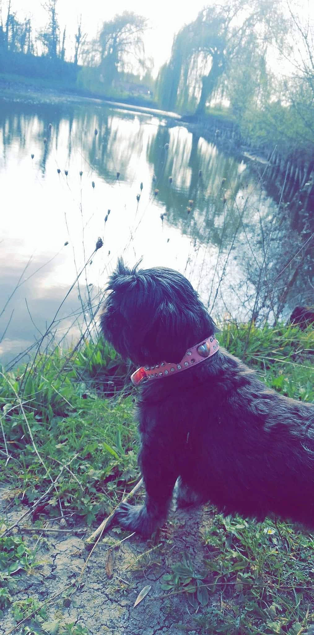 Mia participe au concours pour gagner de l'argent avec cette photo : carnivore, cloud, collar, companion_dog, dog, dog_breed, dog_collar, fawn, grass, grass_family, lake, leash, plant, snout, tail, terrier, toy_dog, vertebrate, water, water_dog