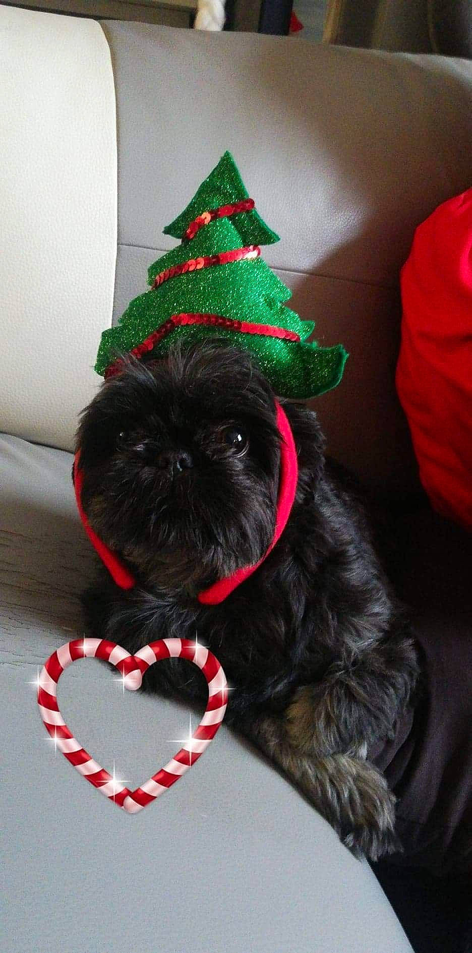 Mia a rejoint le concours — aidez-le/la à gagner de superbes lots ! carnivore, christmas_tree, collar, companion_dog, cone, costume_hat, dog, dog_breed, dog_supply, event, fashion_accessory, fur, hat, holiday, party_hat, pet_supply, snout, tail, tree, working_animal