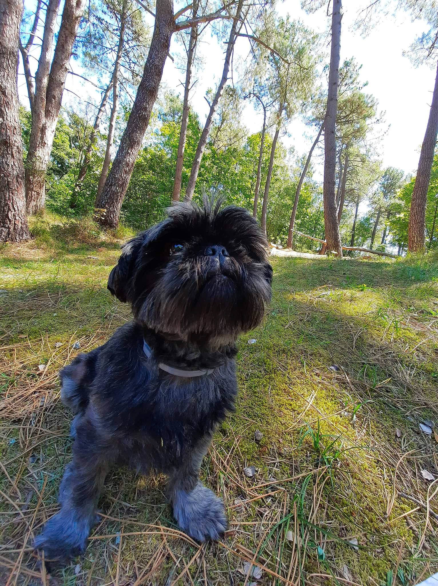 Mia participe au concours pour gagner de l'argent avec cette photo : carnivore, companion_dog, dog, dog_breed, fawn, fur, grass, liver, plant, shih_tzu, sky, small_terrier, snout, tail, terrestrial_animal, terrier, toy_dog, tree, water_dog, working_animal