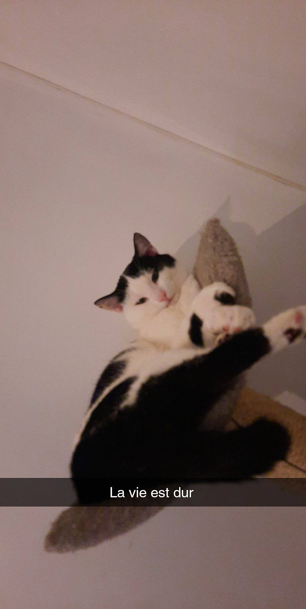 Bounty participe au concours pour gagner de l'argent avec cette photo : box, carnivore, cat, claw, comfort, domestic_short_haired_cat, felidae, flooring, foot, formal_wear, fur, hardwood, paw, photo_caption, room, small_to_medium_sized_cats, snout, tail, whiskers, wood