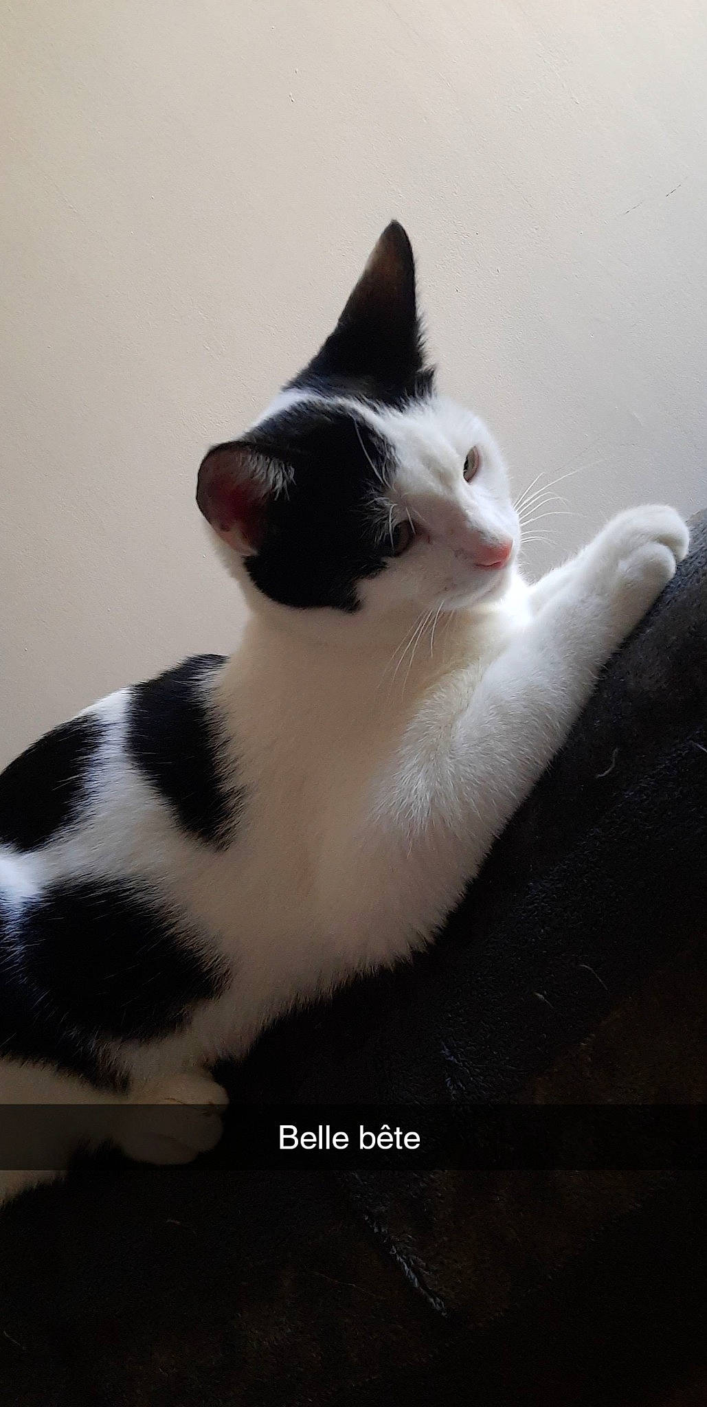 Bounty a rejoint le concours — aidez-le/la à gagner de superbes lots ! carnivore, cat, domestic_short_haired_cat, felidae, foot, fur, grey, monochrome_photography, paw, sitting, small_to_medium_sized_cats, snout, tail, terrestrial_animal, whiskers, wood