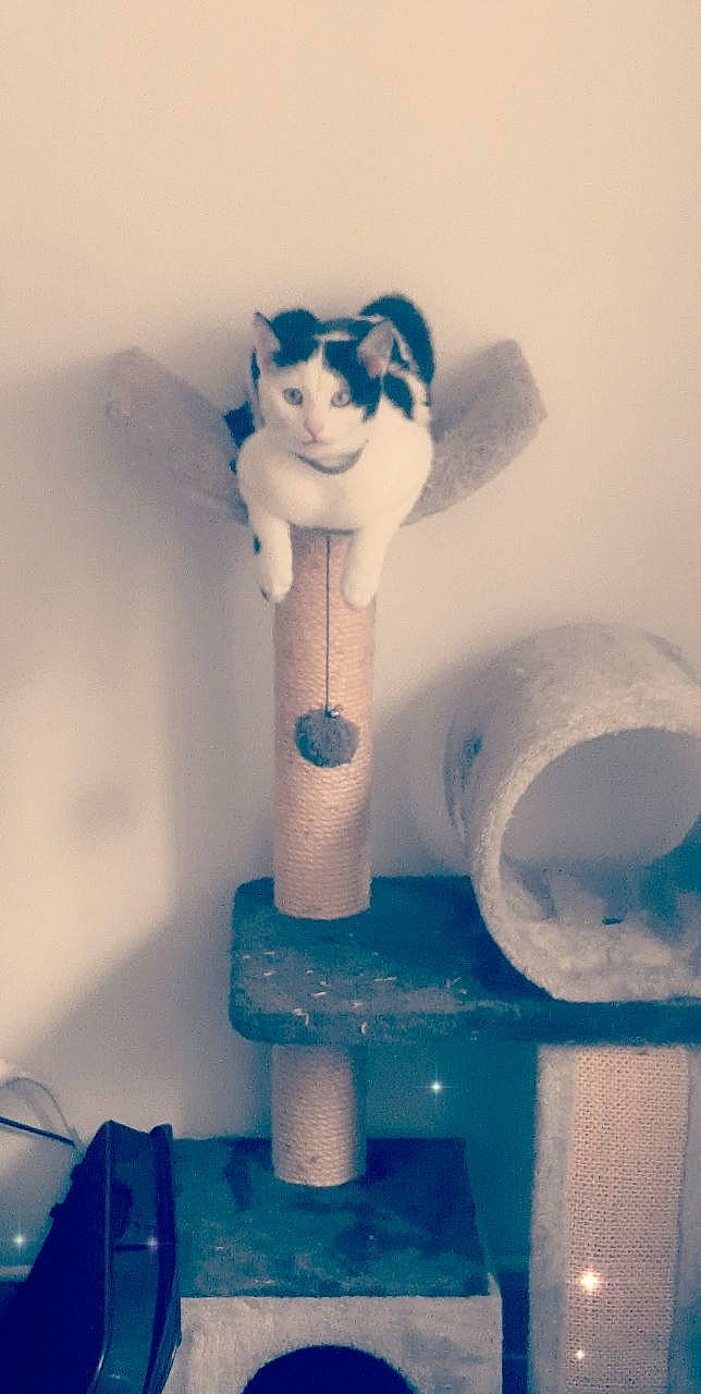 Bounty a rejoint le concours — aidez-le/la à gagner de superbes lots ! art, blue, carnivore, cat, cat_supply, domestic_short_haired_cat, electric_blue, fawn, felidae, light, pet_supply, plastic, small_to_medium_sized_cats, stuffed_toy, tail, tower, toy, whiskers, white, wood