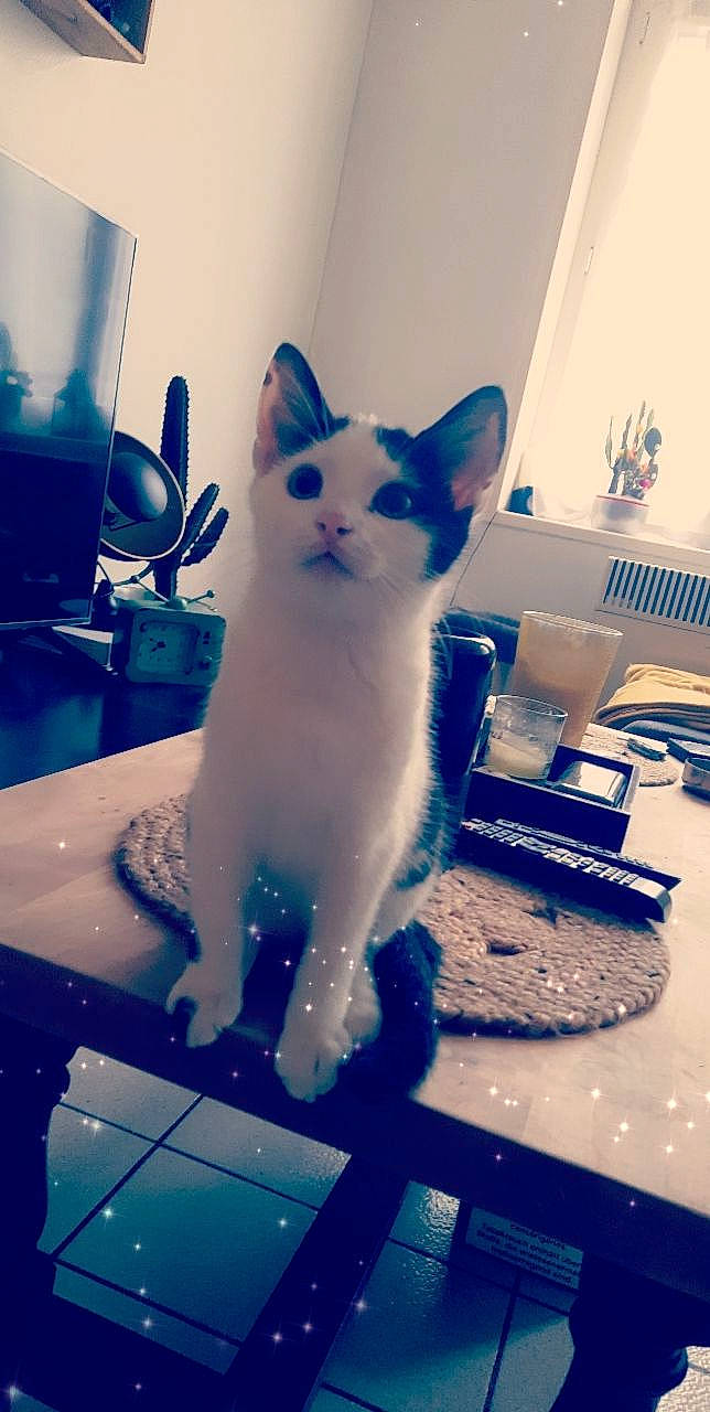 Bounty a rejoint le concours — aidez-le/la à gagner de superbes lots ! azure, blue, carnivore, cat, computer_keyboard, desk, domestic_short_haired_cat, electric_blue, felidae, fur, gadget, input_device, paw, peripheral, small_to_medium_sized_cats, snout, table, tail, whiskers, window