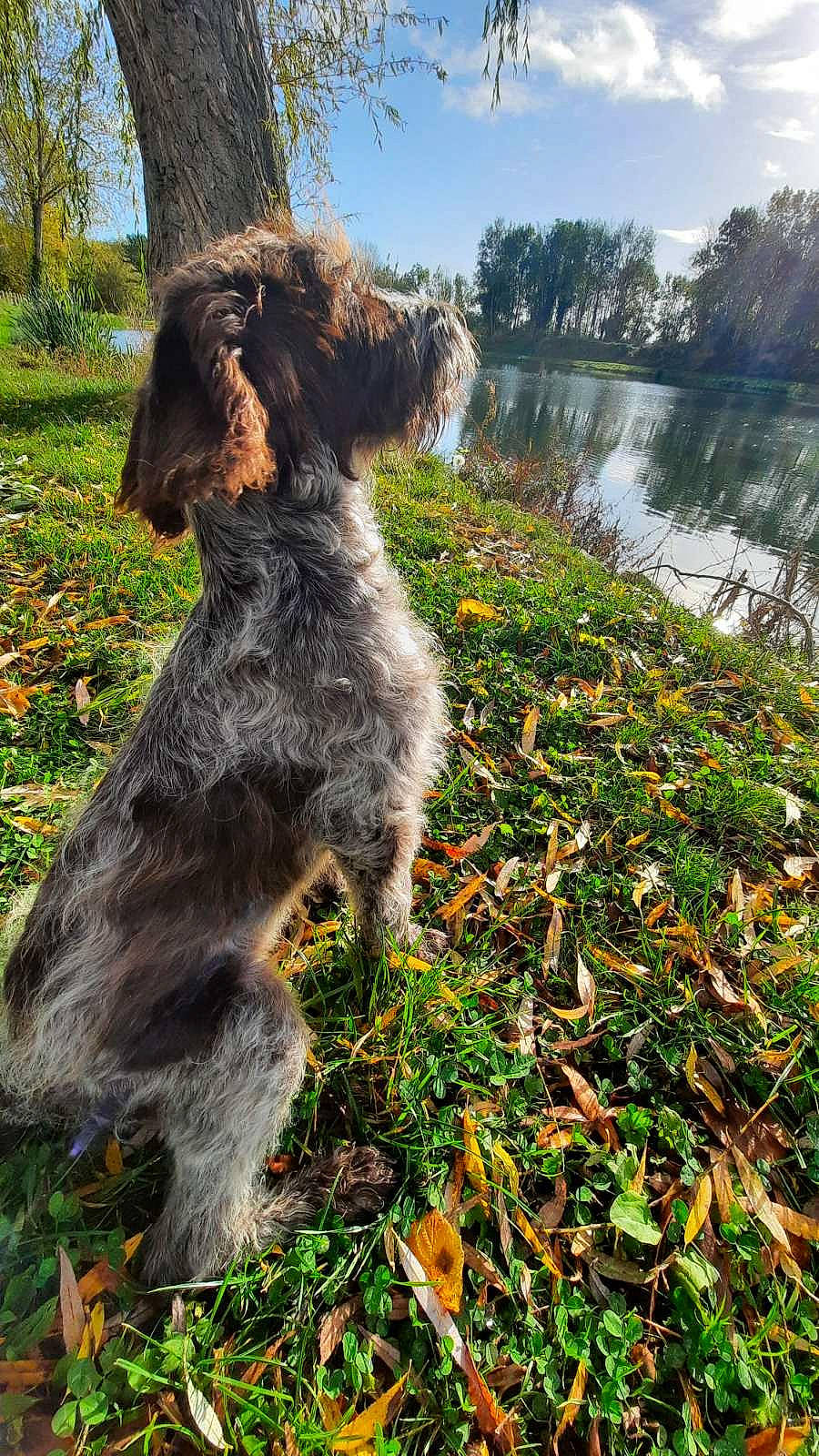 Sia participe au concours pour gagner de l'argent avec cette photo : airedale_terrier, canidae, carnivore, cloud, companion_dog, dog, dog_breed, dog_supply, grass, lake, liver, plant, sky, soil, sporting_group, tail, terrier, tree, water, water_dog