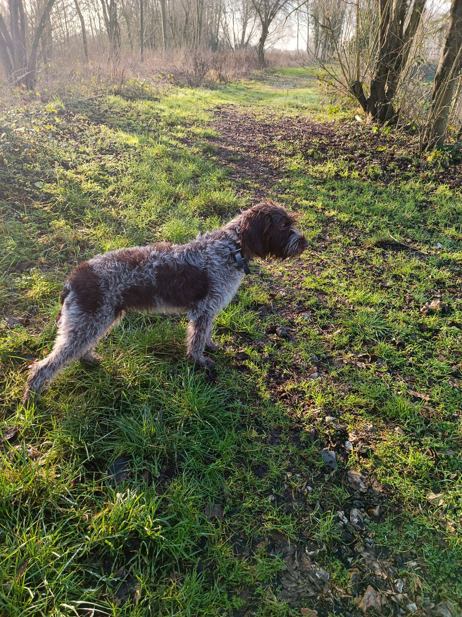 Sia participe au concours pour gagner de l'argent avec cette photo : carnivore, companion_dog, dog, dog_breed, grass, grass_family, groundcover, gun_dog, landscape, plant, poodle, shrub, soil, sporting_group, standard_poodle, tail, terrestrial_animal, terrier, tree, water_dog