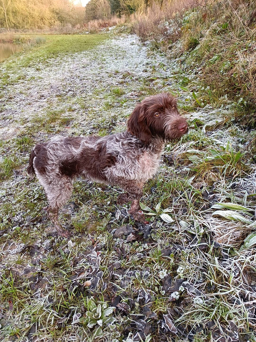 Sia participe au concours pour gagner de l'argent avec cette photo : canidae, carnivore, dog, dog_breed, grass, grassland, groundcover, gun_dog, landscape, liver, natural_landscape, plant, pointing_breed, rock, shrubland, soil, sporting_group, terrestrial_animal, watch, water_dog