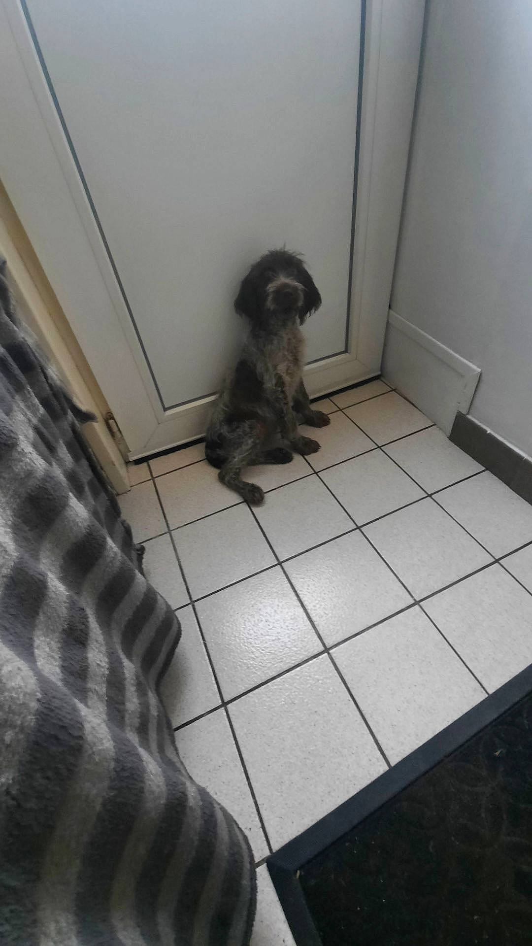 Sia a rejoint le concours — aidez-le/la à gagner de superbes lots ! canidae, carnivore, comfort, companion_dog, dog, dog_breed, dog_supply, fawn, floor, flooring, fur, hardwood, small_terrier, snout, sporting_group, tail, terrier, toy_dog, wood, working_animal