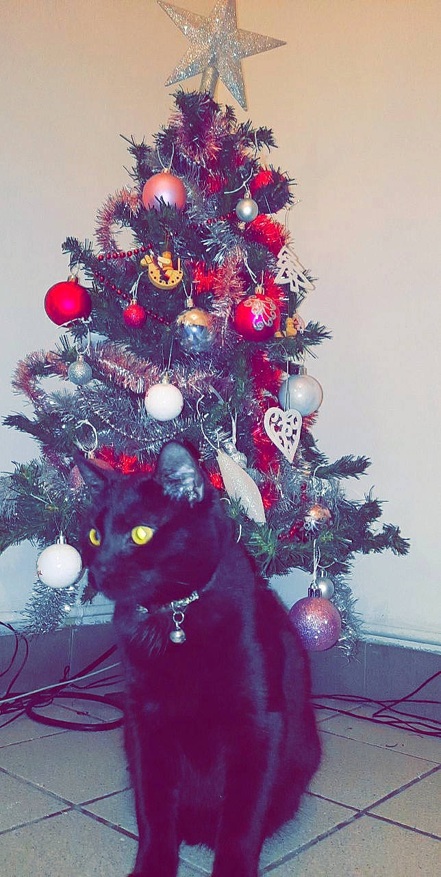 Simba participe au concours pour gagner de l'argent avec cette photo : branch, cat, christmas, christmas_decoration, christmas_ornament, christmas_tree, event, evergreen, holiday, holiday_ornament, interior_design, larch, ornament, plant, tints_and_shades, tree, twig, whiskers, winter, woody_plant