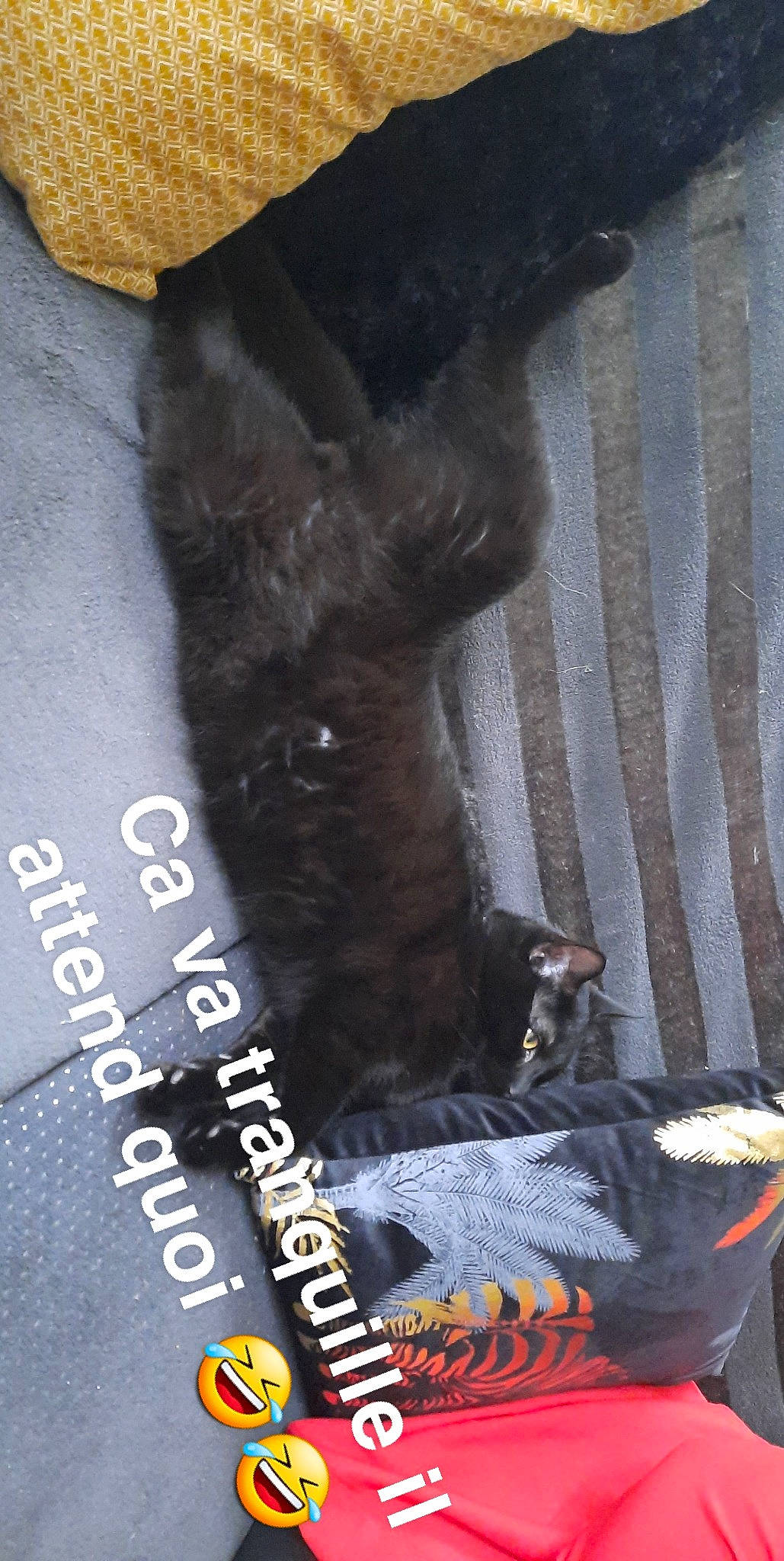 Simba participe au concours pour gagner de l'argent avec cette photo : bat, black_cat, canidae, carnivore, collar, companion_dog, dog, dog_breed, dog_supply, fawn, felidae, fur, gesture, small_to_medium_sized_cats, snout, sporting_group, tail, textile, toy_dog, whiskers