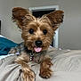 dog, pet, small_dog, bed, tongue_out, ears, fur, collar, indoor, cute, animal, canine, lying_down, close_up, black_nose, brown_fur, tan_fur, playful, domestic_animal, attention