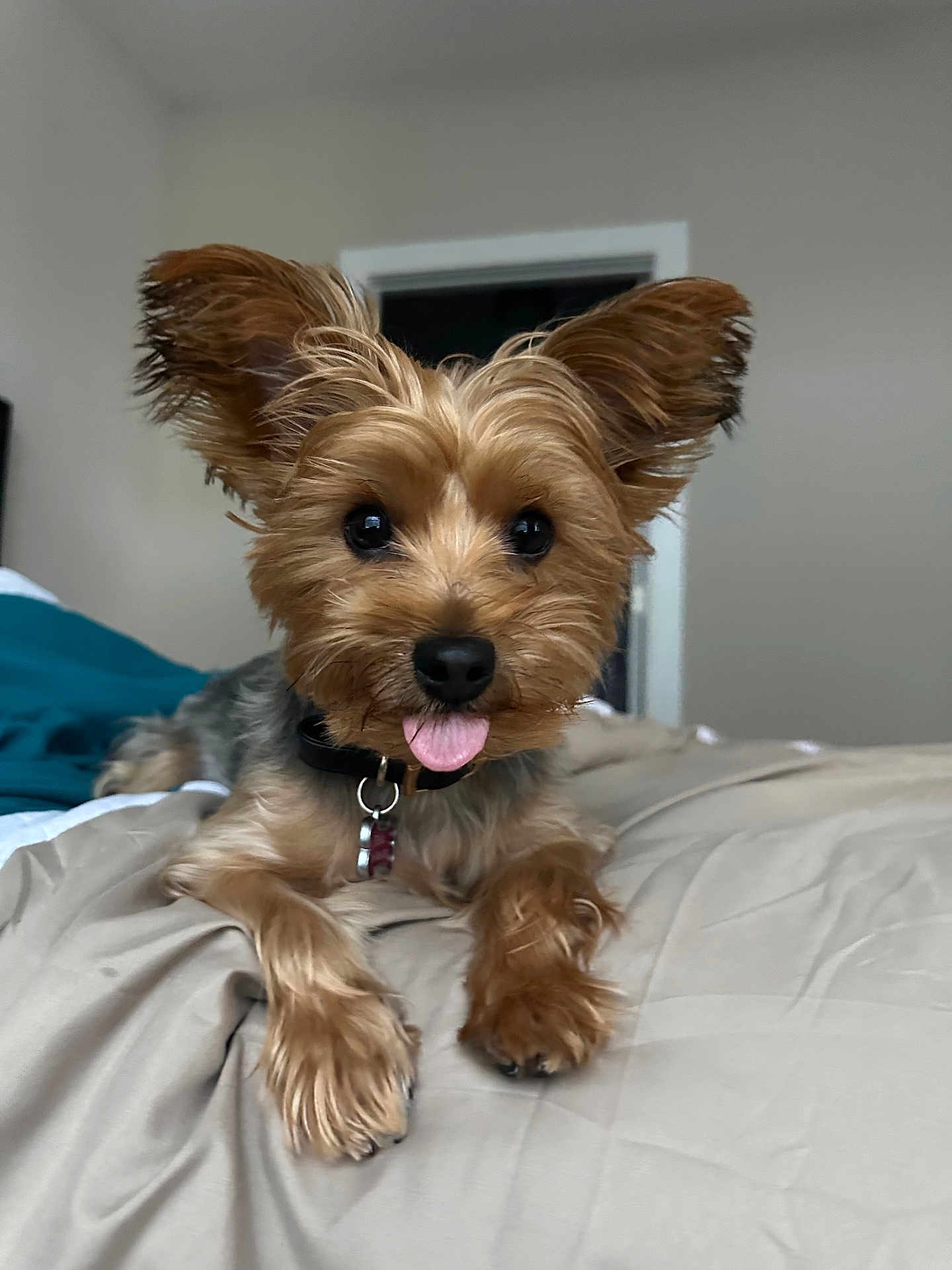 Milani joined the competition — help win amazing prizes! dog, pet, small_dog, bed, tongue_out, ears, fur, collar, indoor, cute, animal, canine, lying_down, close_up, black_nose, brown_fur, tan_fur, playful, domestic_animal, attention