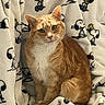 animal, bedding, blanket, cartoon_pattern, cat, close_up, fabric, feline, fluffy_tail, green_eyes, indoors, orange_cat, pet, portrait, relaxed, sitting, snoopy_pattern, tabby, whiskers, white_chest