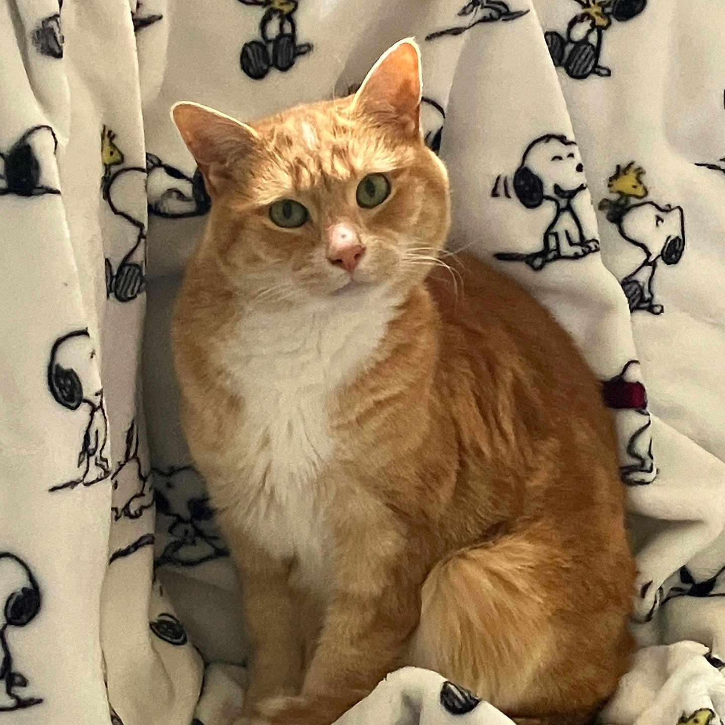 Ginger