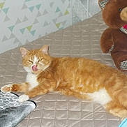 Minouche participe au concours pour gagner de l'argent avec cette photo : carnivore, cat, cymric, domestic_short_haired_cat, european_shorthair, fawn, felidae, kitten, kurilian_bobtail, maine_coon, mammal, norwegian_forest_cat, play, polydactyl_cat, small_to_medium_sized_cats, tabby_cat, tail, whiskers