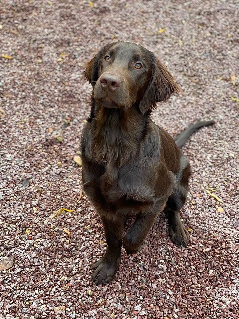 Ravel a rejoint le concours — aidez-le/la à gagner de superbes lots ! canidae, carnivore, companion_dog, dog, dog_breed, fur, gun_dog, hunting_dog, liver, road_surface, snout, soil, sporting_group, terrestrial_animal, working_animal