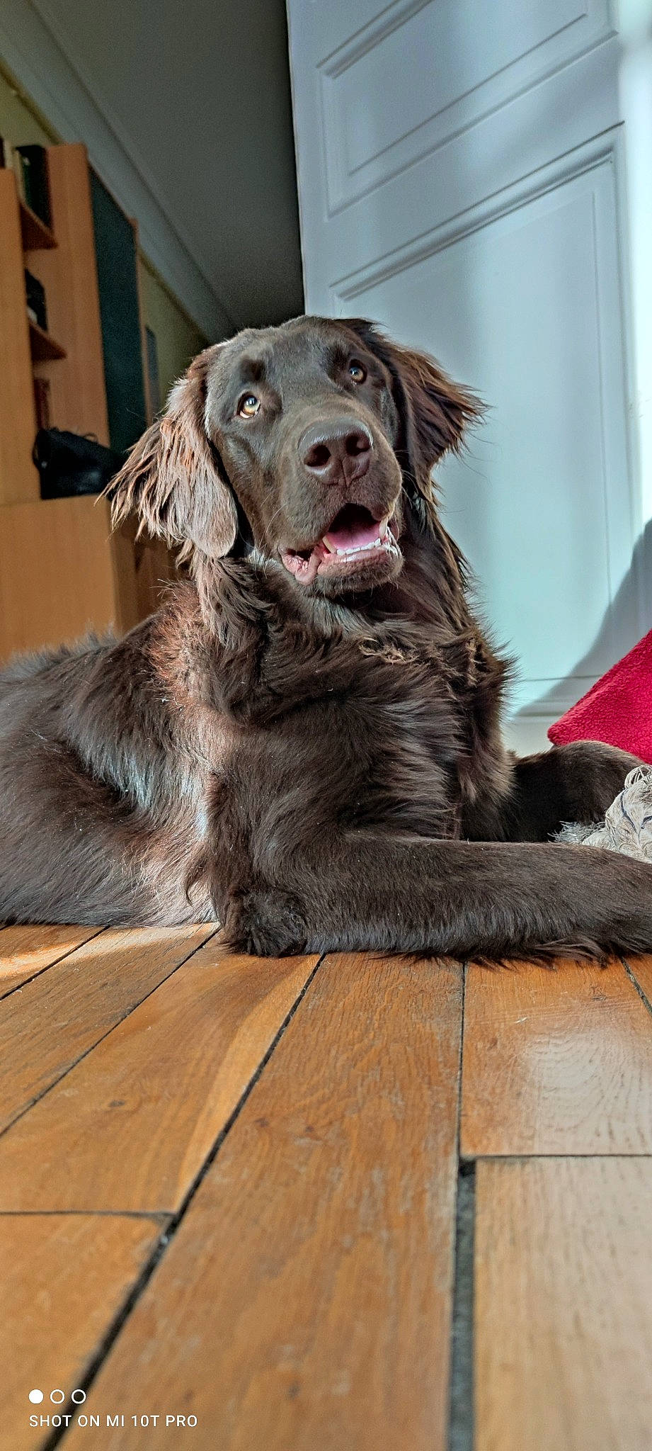 Ravel a rejoint le concours — aidez-le/la à gagner de superbes lots ! canidae, carnivore, companion_dog, dog, dog_breed, flooring, fur, gun_dog, hardwood, hunting_dog, liver, plank, retriever, sporting_group, varnish, wood, wood_stain, working_dog