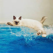 Buzz a rejoint le concours — aidez-le/la à gagner de superbes lots ! cat, cream_colored_cat, swimming_pool, water, splash, jumping, leaping, animal, feline, fluffy, blue_water, wet, action_shot, portrait, face, paws, tail, outdoors, motion, funny