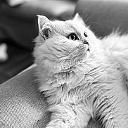 Pirate a rejoint le concours — aidez-le/la à gagner de superbes lots ! cat, fluffy_cat, long_hair, pet, animal, black_and_white, portrait, close_up, whiskers, ears, eyes, fur, couch, sofa, indoor, home, relaxed, sitting, monochrome, photography