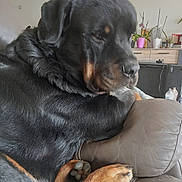 Taïko participe au concours pour gagner de l'argent avec cette photo : animal, black, brown, canine, companion, couch, dog, domestic, furniture, indoor, leather, living_room, lounge, paw, pet, plant, portrait, relaxed, rottweiler, side_view