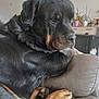 animal, black, brown, canine, companion, couch, dog, domestic, furniture, indoor, leather, living_room, lounge, paw, pet, plant, portrait, relaxed, rottweiler, side_view