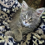 Graycie joined the competition — help win amazing prizes! kitten, cat, gray_cat, feline, pet, animal, fur, whiskers, ears, eyes, blanket, patterned_blanket, cozy, indoor, soft_texture, cute, young_cat, resting, domestic_cat, curious