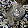 kitten, cat, gray_cat, feline, pet, animal, fur, whiskers, ears, eyes, blanket, patterned_blanket, cozy, indoor, soft_texture, cute, young_cat, resting, domestic_cat, curious