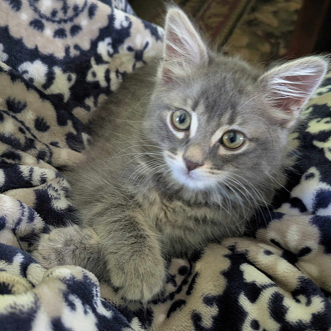 Graycie