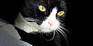 Oreo is registered to the contest to win money with this photo: animal, black_and_white, black_background, cat, close_up, cute, domestic_cat, face, feline, focused, fur, indoor, looking_away, mammal, pet, pink_nose, portrait, tuxedo_cat, whiskers, yellow_eyes