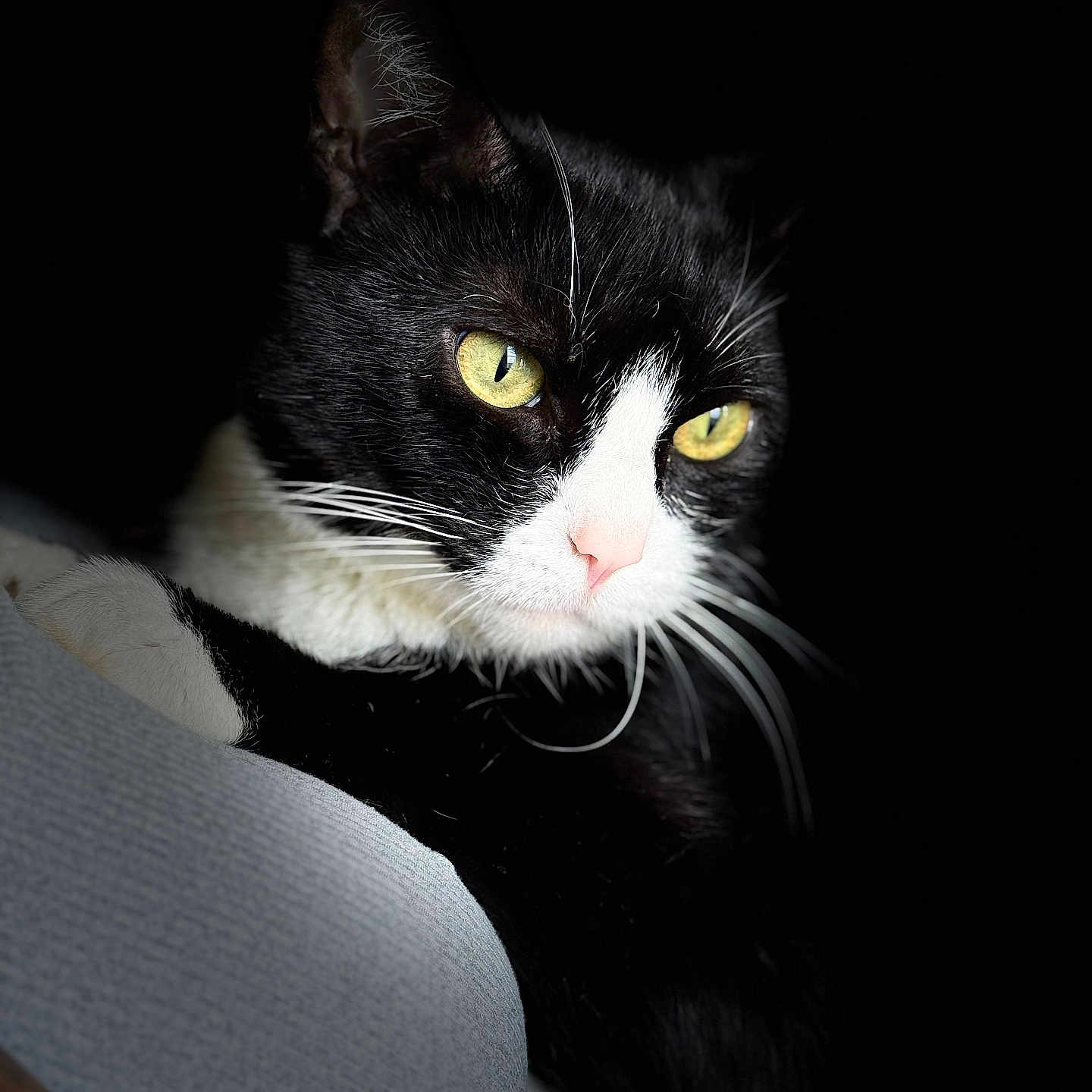 Oreo is registered to the contest to win money with this photo: animal, black_and_white, black_background, cat, close_up, cute, domestic_cat, face, feline, focused, fur, indoor, looking_away, mammal, pet, pink_nose, portrait, tuxedo_cat, whiskers, yellow_eyes