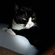Oreo is registered to the contest to win money with this photo: cat, black_and_white, yellow_eyes, tattoo, arm, fabric, soft_light, dark_background, portrait, animal, pet, whiskers, closeup, resting, feline, indoor, shadow, texture, relaxing, moody