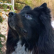 Rocky a rejoint le concours — aidez-le/la à gagner de superbes lots ! dog, black_fur, white_fur, fluffy, outdoor, animal, pet, canine, fur, closeup, portrait, nature, looking_up, ears, snout, whiskers, muzzle, daylight, curious, alert
