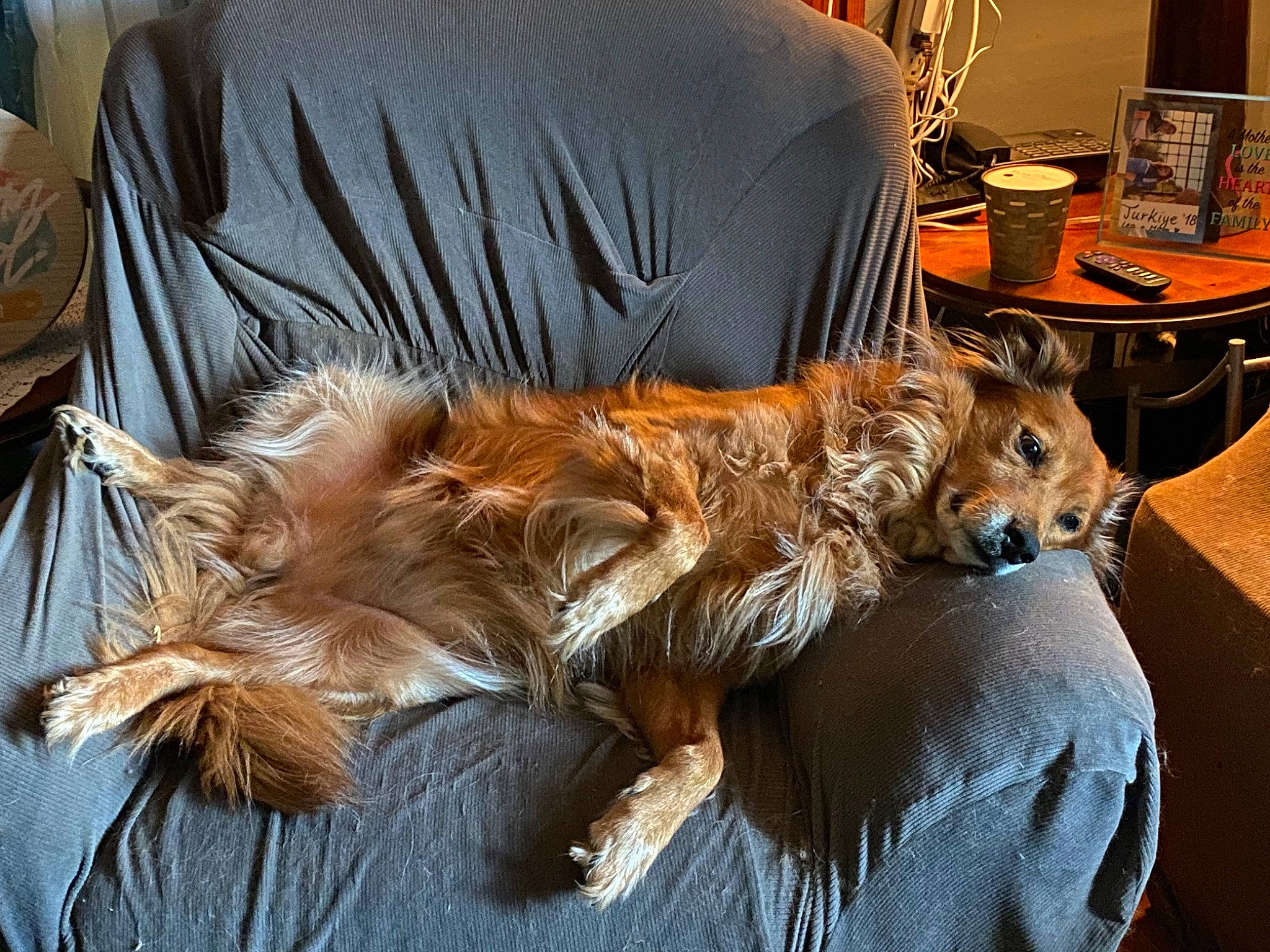 Tobi is registered to the contest to win money with this photo: canidae, carnivore, chair, claw, clock, comfort, companion_dog, couch, dog, dog_breed, fawn, felidae, fur, nap, small_to_medium_sized_cats, snout, sporting_group, tail, terrier, whiskers