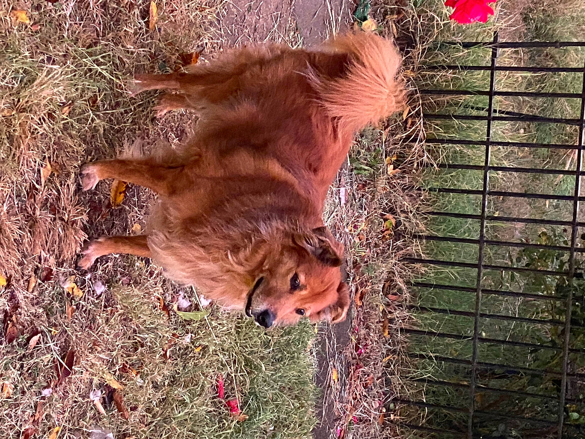 Tobi joined the competition — help win amazing prizes! big_cats, carnivore, companion_dog, dog, dog_breed, felidae, fur, grass, lion, liver, mesh, organism, plant, retriever, sporting_group, tail, terrestrial_animal, whiskers, wood, working_animal