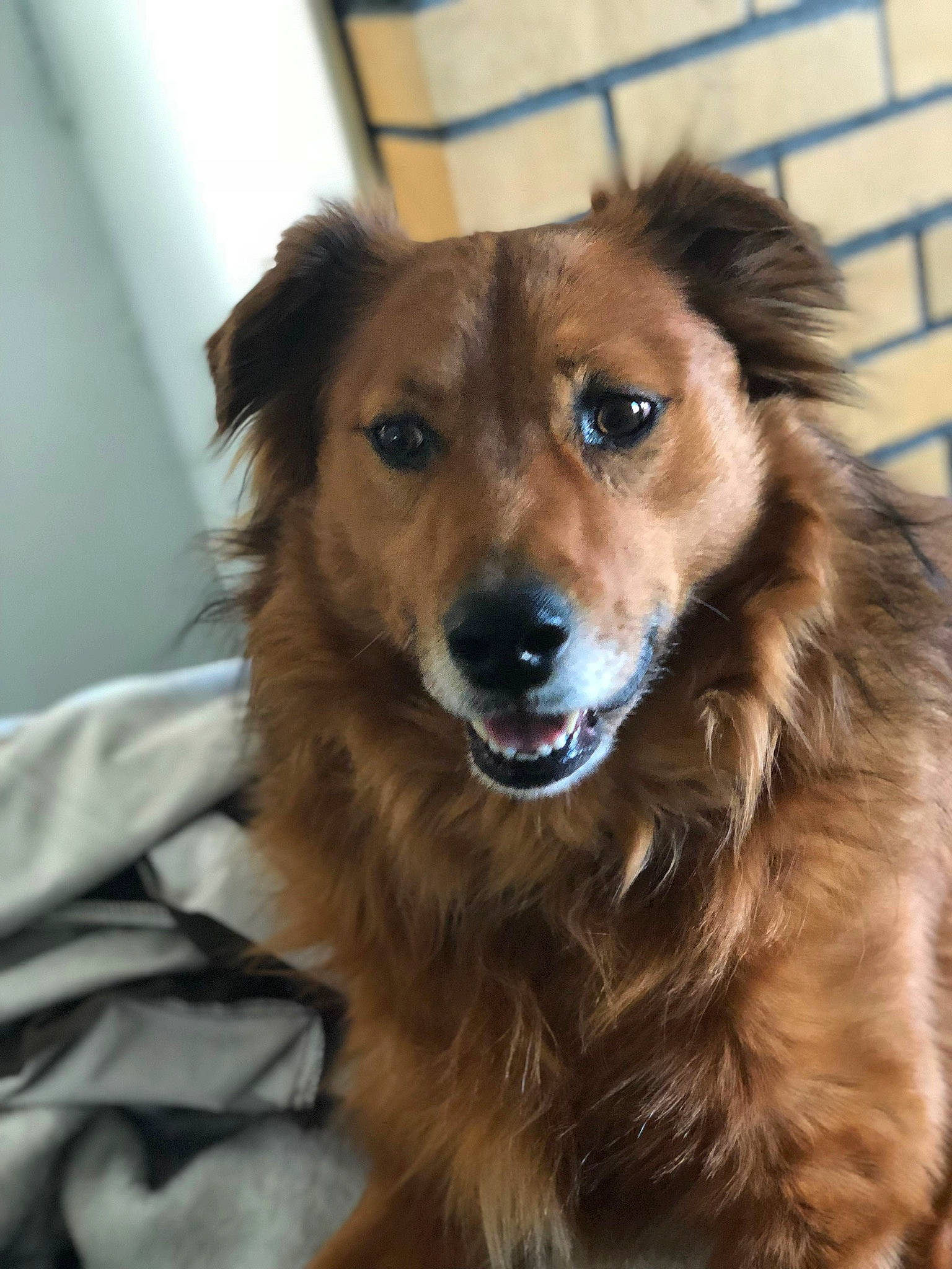 Tobi joined the competition — help win amazing prizes! canidae, carnivore, companion_dog, dog, dog_breed, eye, fawn, fur, gun_dog, hair, liver, pet_supply, snout, sporting_group, whiskers, working_animal, working_dog