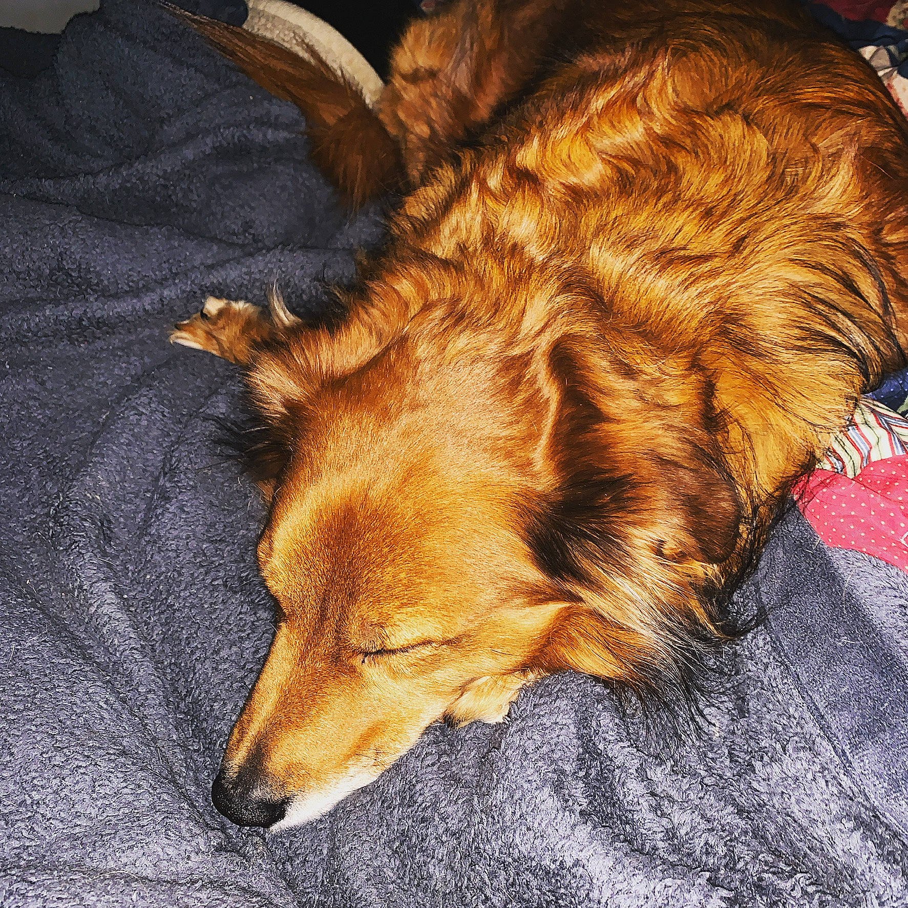 Tobi is registered to the contest to win money with this photo: canidae, carnivore, comfort, companion_dog, dog, dog_breed, ear, fawn, fur, linens, liver, mammal, nap, paw, sleep, snout, sporting_group, tail, whiskers, wood