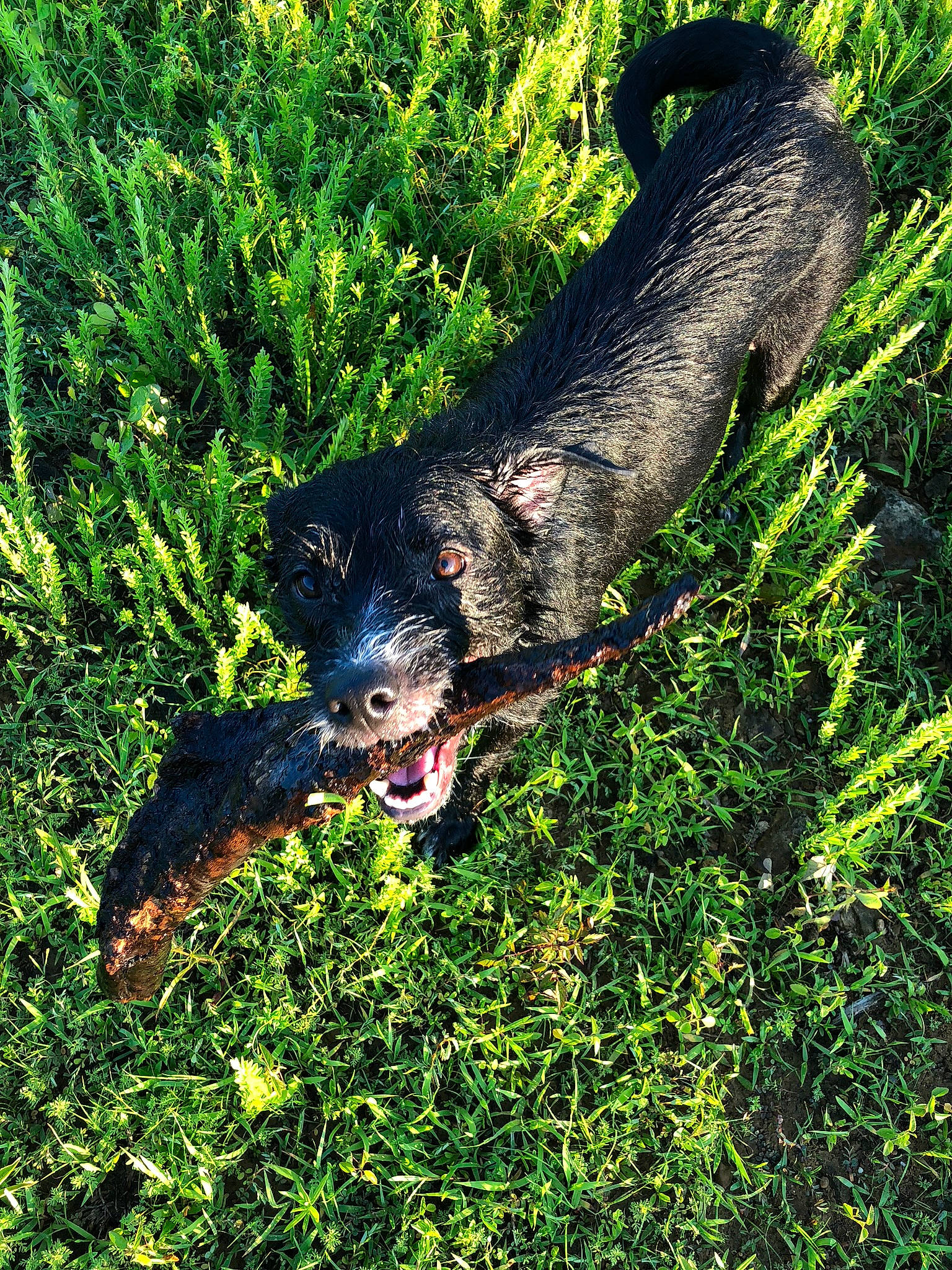 Moxxi is registered to the contest to win money with this photo: canidae, carnivore, dog, dog_breed, grass, grassland, groundcover, lawn, natural_landscape, pasture, people_in_nature, plant, shrub, snout, sporting_group, tail, terrestrial_animal, terrestrial_plant, tree, trunk