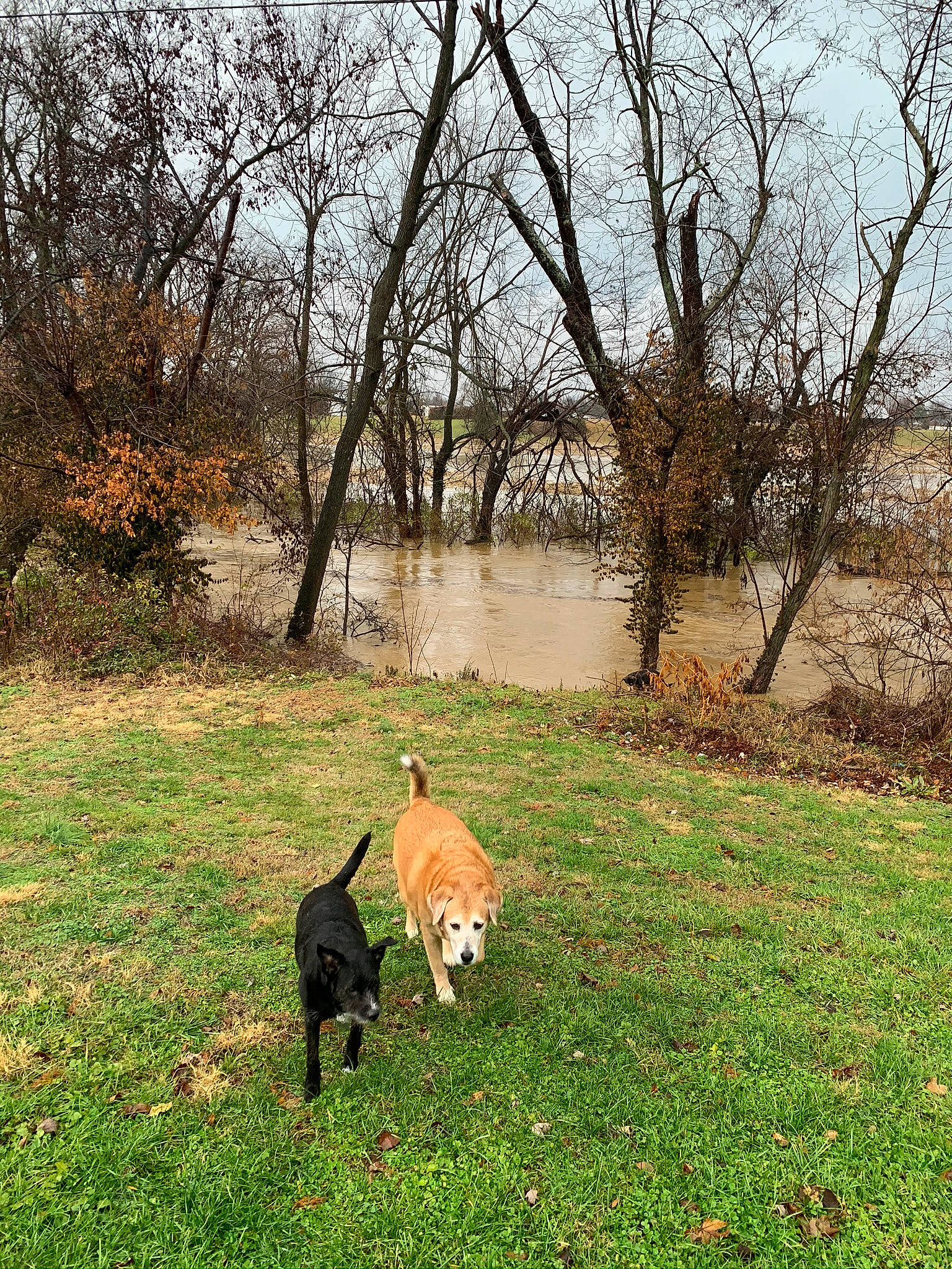 Moxxi is registered to the contest to win money with this photo: branch, carnivore, deciduous, dog, dog_breed, fawn, grass, grass_family, grassland, groundcover, landscape, natural_landscape, plant, sky, sunlight, tail, tints_and_shades, tree, twig, woody_plant