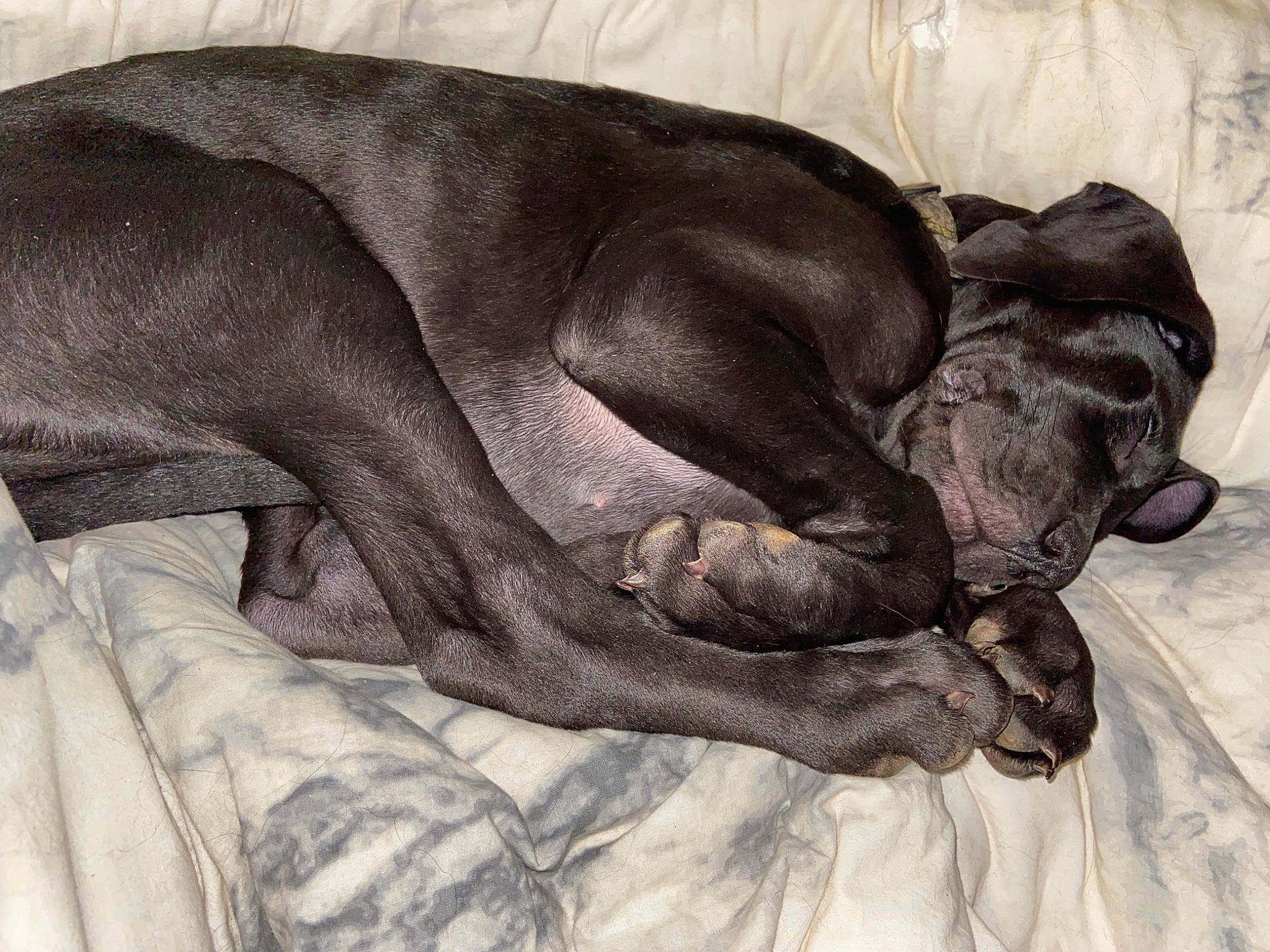 Athena joined the competition — help win amazing prizes! art, canidae, carnivore, comfort, companion_dog, dog, dog_breed, fawn, grey, guard_dog, liver, nap, painting, snout, sporting_group, tail, terrestrial_animal, whiskers, working_animal, wrinkle