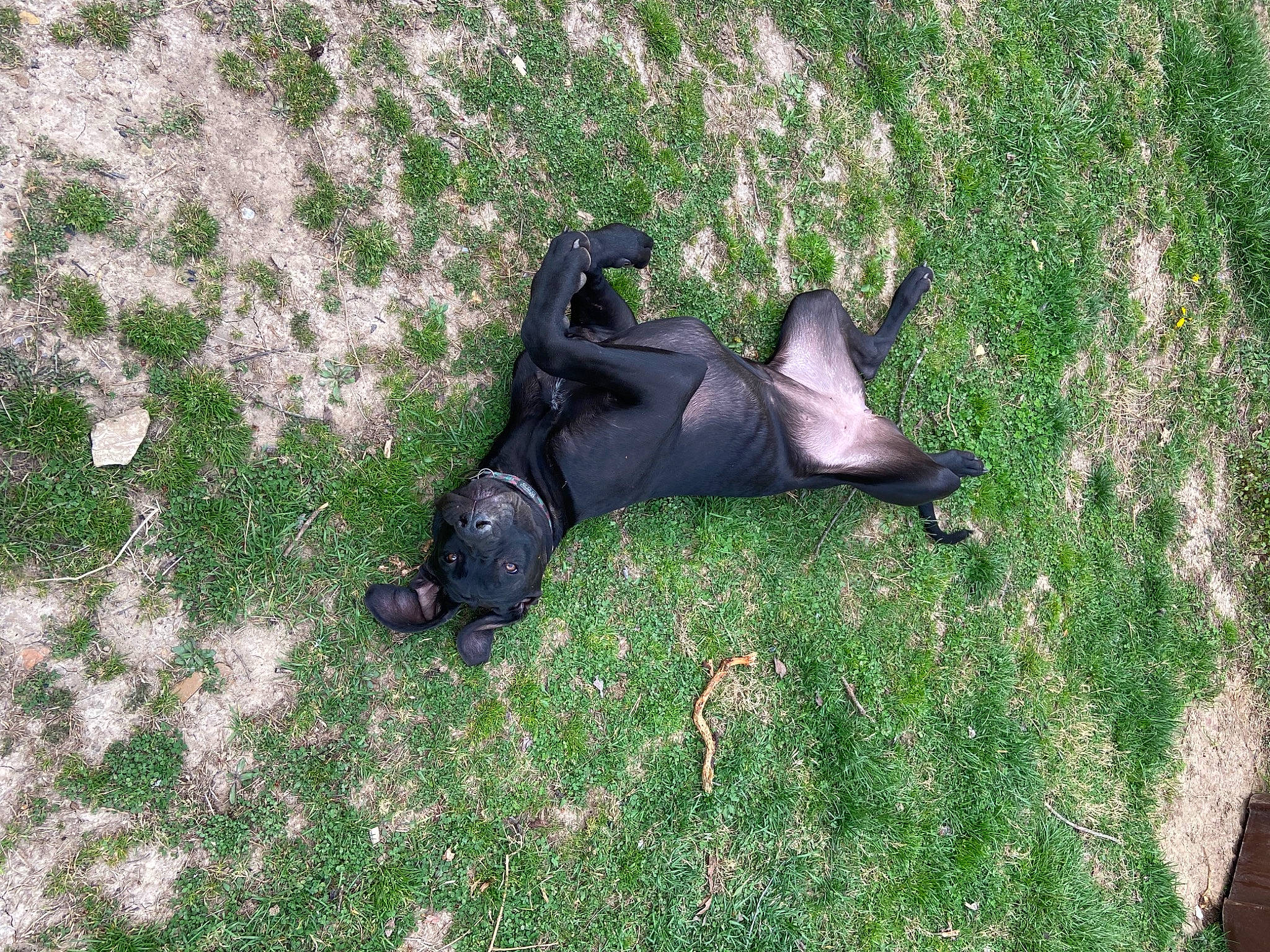 Athena joined the competition — help win amazing prizes! canidae, dog_breed, fawn, grass, grassland, groundcover, guard_dog, non_sporting_group, pasture, personal_protective_equipment, plant, sculpture, shadow, sporting_group, tail, terrestrial_animal, working_animal