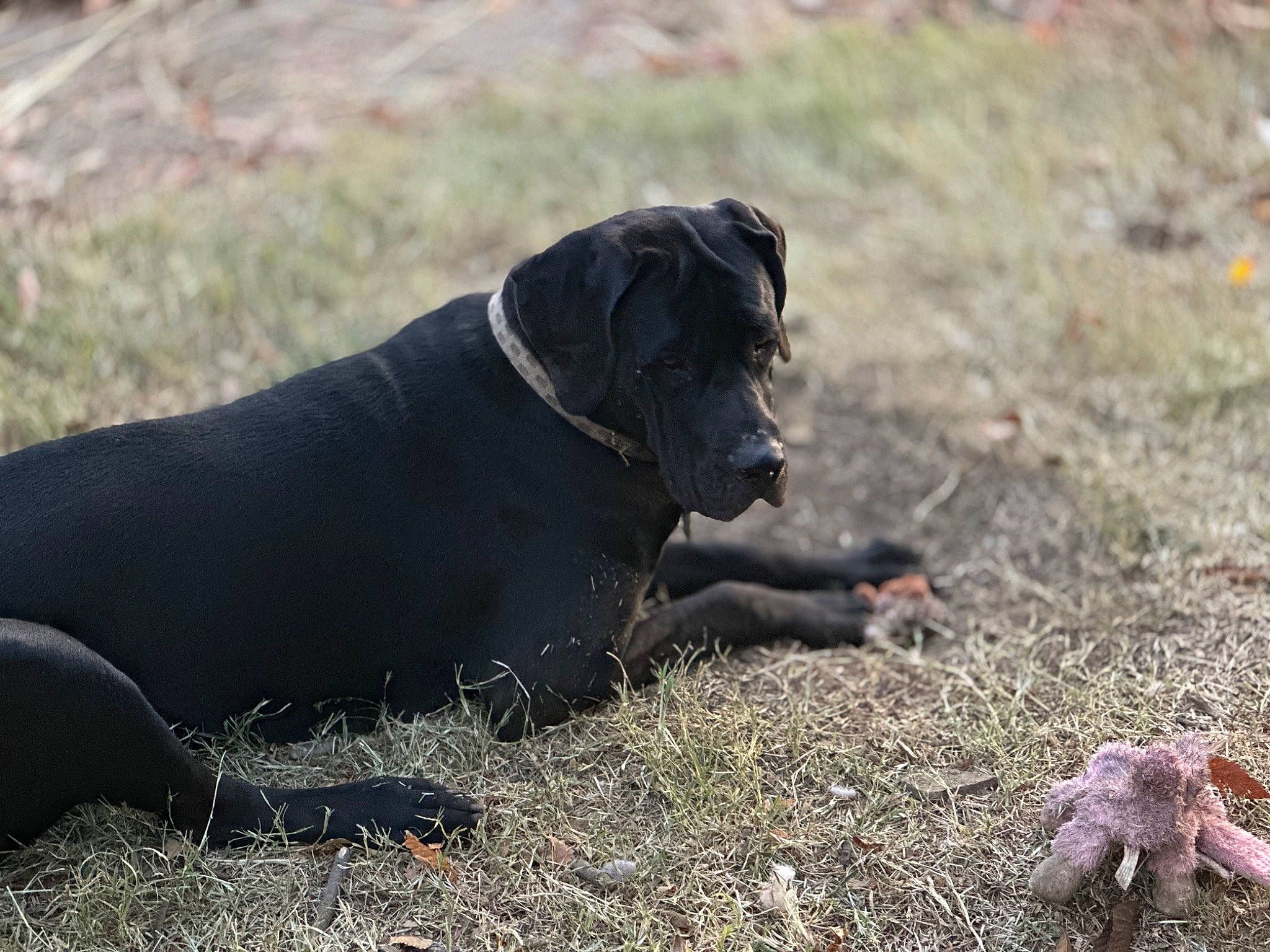 Athena is registered to the contest to win money with this photo: borador, canidae, carnivore, collar, companion_dog, dog, dog_breed, dog_collar, dog_supply, fawn, grass, gun_dog, pet_supply, snout, soil, sporting_group, tail, terrestrial_animal, wildlife, working_animal