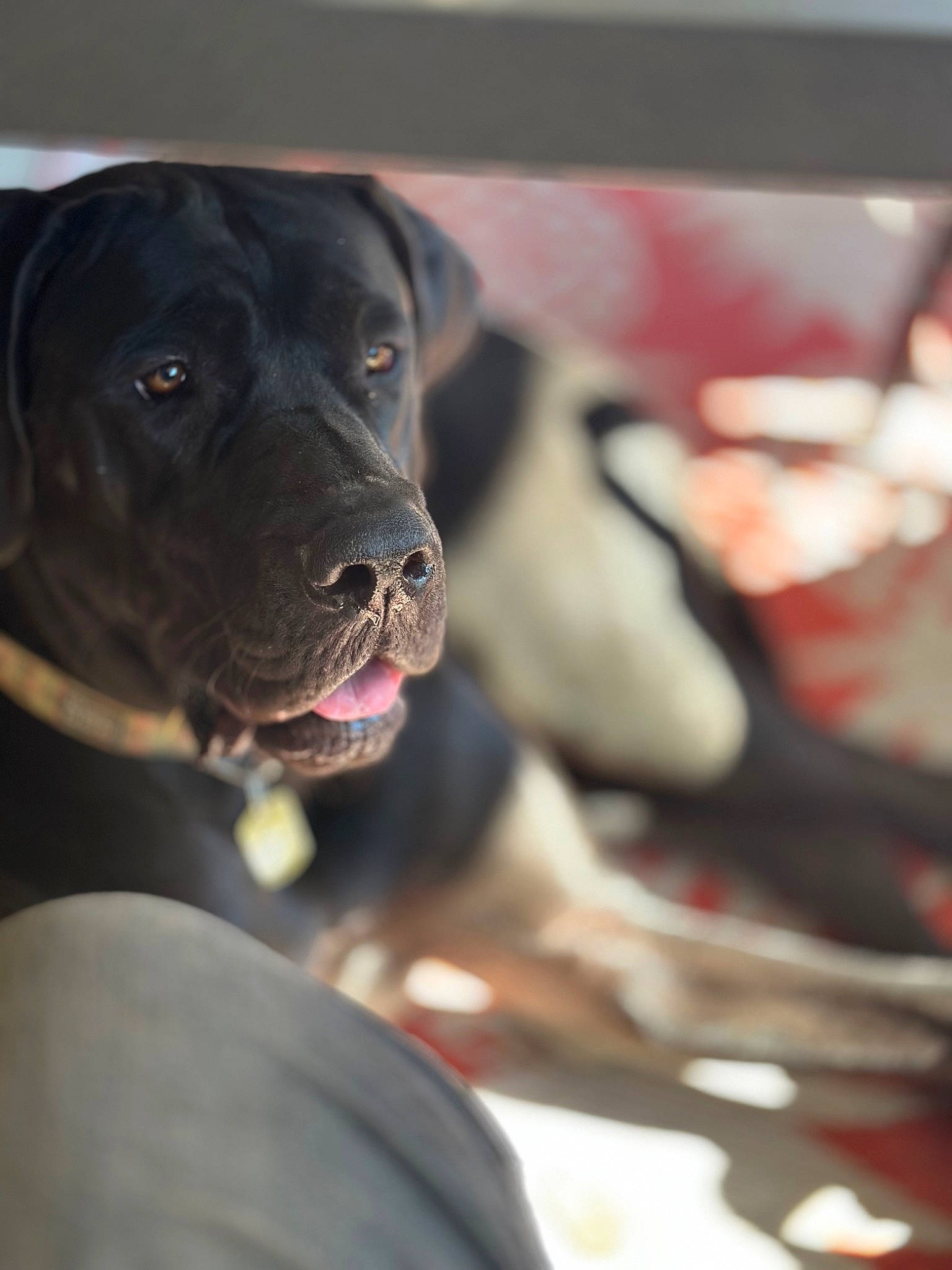 Athena joined the competition — help win amazing prizes! borador, canidae, carmine, carnivore, collar, companion_dog, dog, dog_breed, dog_collar, fawn, fur, gun_dog, hunting_dog, non_sporting_group, snout, sporting_group, whiskers, working_animal